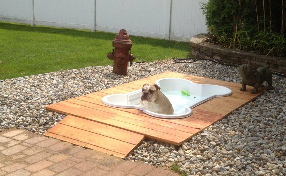 its a lab thing dog bone pool labardor