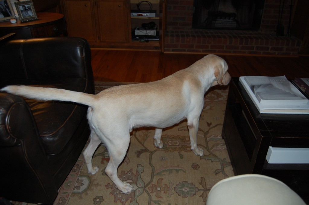 Labrador with Drive