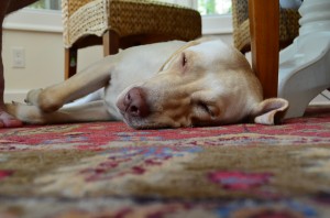 its a lab thing brody saban lake oconee (10)