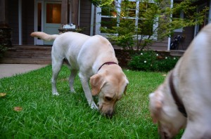 its a lab thing brody saban lake oconee (2)