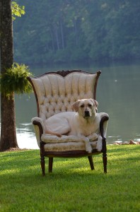 its a lab thing brody saban lake oconee (22)