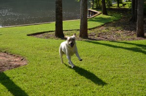 its a lab thing brody saban lake oconee (24)