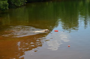 its a lab thing brody saban lake oconee (29)