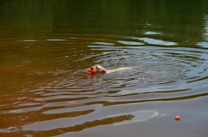 its a lab thing brody saban lake oconee (31)