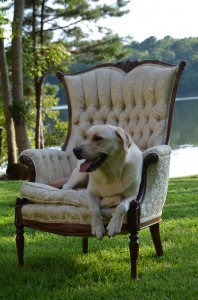 its a lab thing brody saban lake oconee (32)