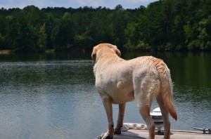 its-a-lab-thing-brody-saban-lake-oconee-35