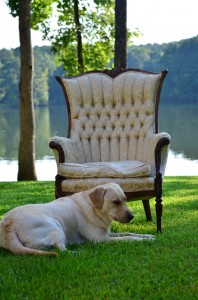 its a lab thing brody saban lake oconee (36)