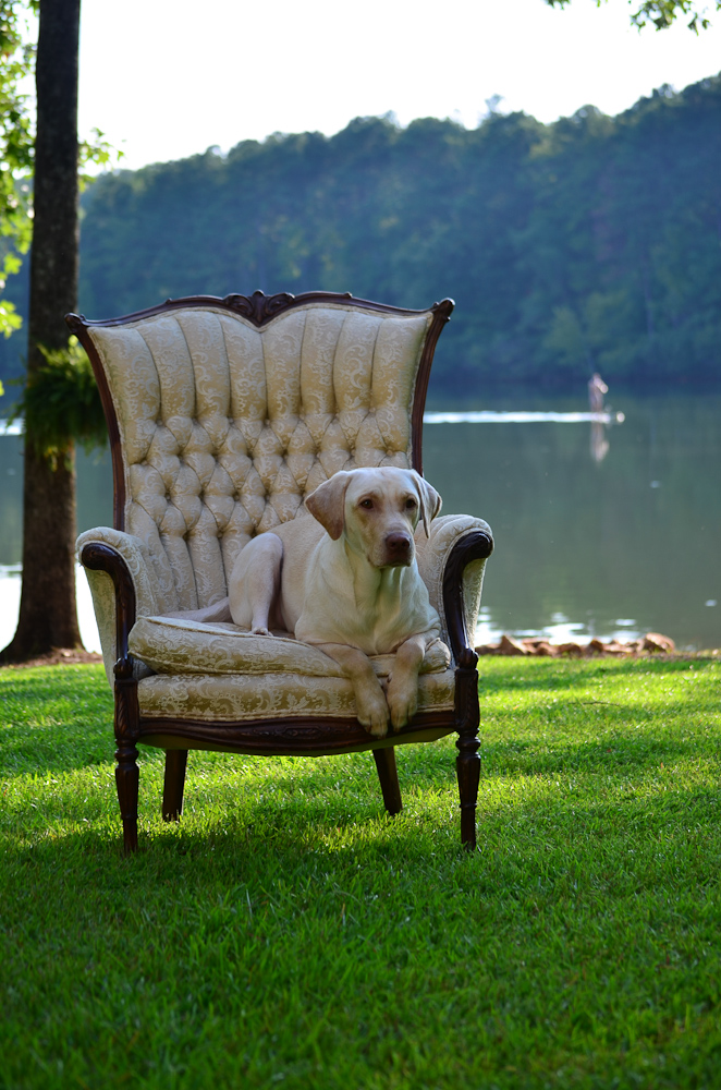 its a lab thing brody saban lake oconee (47)