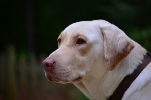 its a lab thing brody saban lake oconee (5)