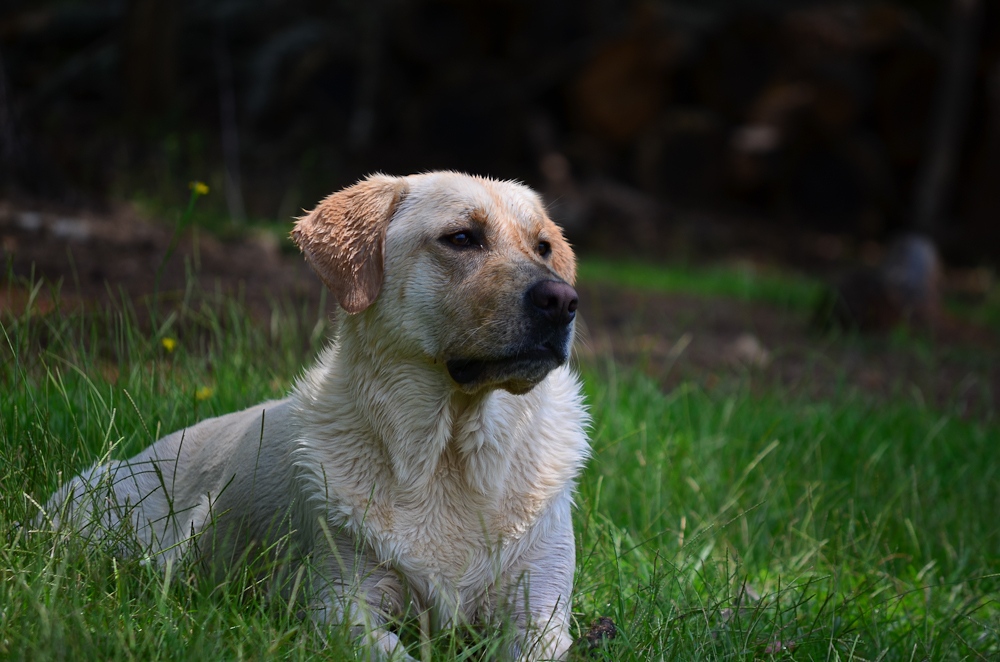 its a lab thing brody saban lake oconee (57)