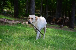 its a lab thing brody saban lake oconee (59)
