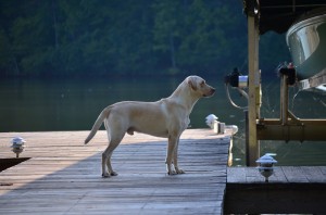 its a lab thing brody saban lake oconee (61)