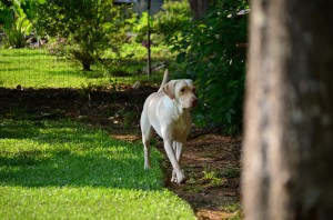 its a lab thing brody saban lake oconee (62)