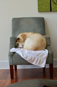 its a lab thing brody saban lake oconee (7)