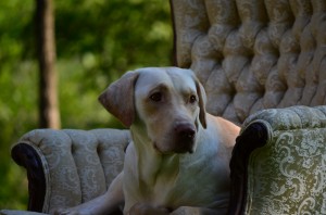 its a lab thing brody saban lake oconee (74)