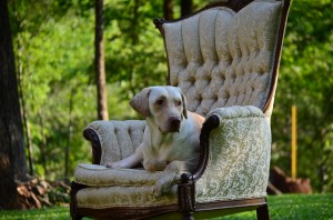 its a lab thing brody saban lake oconee (75)