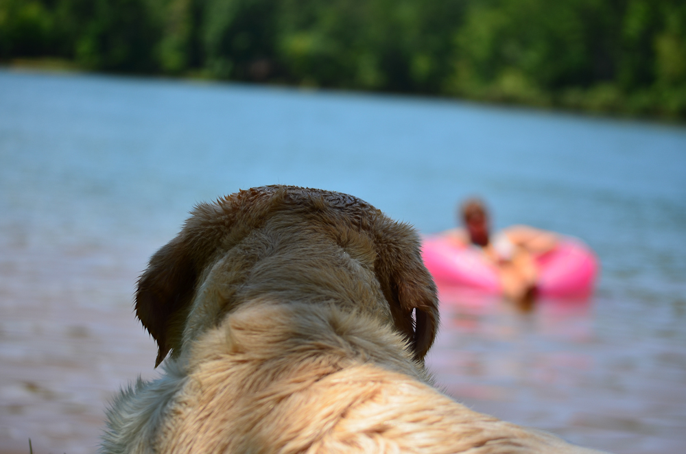 its a lab thing brody saban lake oconee (83)