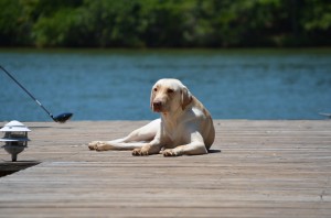 its a lab thing brody saban lake oconee (88)