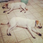 2-pooped-dogs-orbitdegooddog-gooddogmike-gooddogautism-itsalabthing