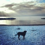 2013-starting-much-the-same-as-2012-and-Im-ok-with-that.-itsalabthing-instalab-labradorretriever-bla