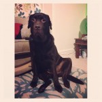 5365-sitting-and-posing-like-a-pro.-lab-labrador-labsofinstagram-itsalabthing-squaready-dog-dogofthe