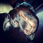 Am-I-a-puppy..-or-a-gremlin-labsofinstagram-labs-labradorsofinstagram-chocolatelabs-dogsofinstagram-