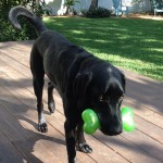 And-my-green-squeaky-bone-ilovemydog-laboftheday-blacklab-blacklabs-labbylove-itsalabthing-love4labs