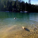 Babies-nofilter-redlab-foxredlab-scottsflatlake-itsnevertoocoldforalabtoswim-itsalabthing