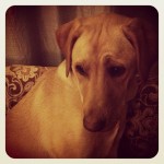 Bed-time-lab-labs-labrador-lablovers-love4labs-laboftheday-labrightnow-labsofinstagram-labradorretri
