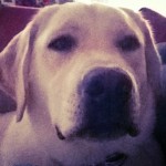 Big-head-Mike-sure-reminds-me-someone-I-used-to-know-itsalabthing-gooddogmike