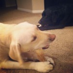 Bones-labs-labstagram-labradorable-labsofinstagram-labradorretriever-itsalabthing-blacklab-yellowlab1