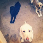 Breakfast-now-please.-labs-labstagram-labradorable-labsofinstagram-labradorretriever-itsalabthing-bl