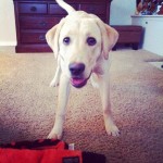 Briggs-and-the-favorite-toy-Snake.-briggs-playtime-lab-labpuppy-labstagram-laboftheday-itsalabthing-