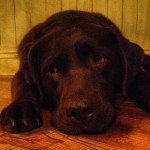 But-I-dont-want-the-holidays-to-be-over-Mom-chocolate-chocolatelab-chocolatelab-chocolatelove-chocol