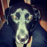 CAPTURED-whiskers-instagramdogs-welovelabs-Labrador-LabradorRetriever-labinstagram-labrightnow-black