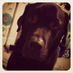 Can-I-have-that-last-wedge-on-the-plate-face.-riley-dog-dogoftheday-dogsofinstagram-lab-labrador-lab