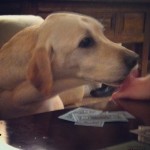 Can-I-pay-rent-in-licks-labs-labstagram-labradorable-labsofinstagram-labradorretriever-yellowlab-its