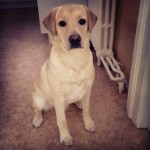 Claude-eagerly-awaiting-the-return-of-the-NHL.-claude-itsalabthing-labsofinstagram-yellowlab-puppy-d