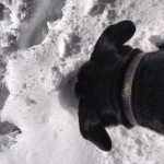Crazy-dog-burying-her-face-in-the-snow.-snow-mtlemmon-mountlemmon-tucson-arizona-kouki-laboftheday-i
