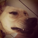 Daisy-Making-a-crazy-face-itsalabthing-laboftheday-labsforlife-labsofinstagram-daisy-yellowlabs