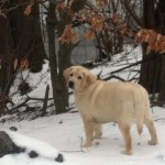 First-Polar-Puppy-Walk-Of-The-Year-itsalabthing-Petey