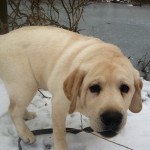 First-Polar-Puppy-Walk-Of-The-Year-itsalabthing-Tony