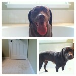 Got-all-muddy-digging-under-the-fence-to-get-her-ball-chocolatelab-itsalabthing-@drake419-@tararichm