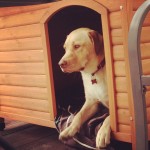 Hangin-in-ma-kennel
