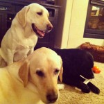 Hanging-out-on-the-floor-with-dad-tonight.-What-are-you-up-to-labs-labstagram-labradorable-labsofins