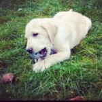 Having-a-chew-fest-pup-puppy-baby-dog-gold-goldlab-goldenlabrador-goldenlab-lab-labrador-instadog-in1