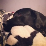 He-missed-his-Nina-onyx-onyxalejandroalonso-lab-labradorretriever-blacklab-itsalabthing-dogsofinstag1