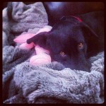 Her-luvie-is-definitely-this-blankie...-labradorable-itsalabthing-blacklab-labrightnow