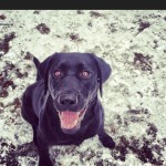 How-we-started-our-day-Playing-ball-in-the-snow-lab-love4labs-lablove-laboftheday-labsofinstagram-la