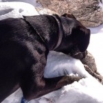 I-dont-know-what-she-is-doing-here.-But-she-is-laying-across-a-rock-covered-in-snow-snow-cold-mtlemm